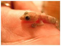 /album/galeria-de-fotos/lagartixa-dourada-jpg/